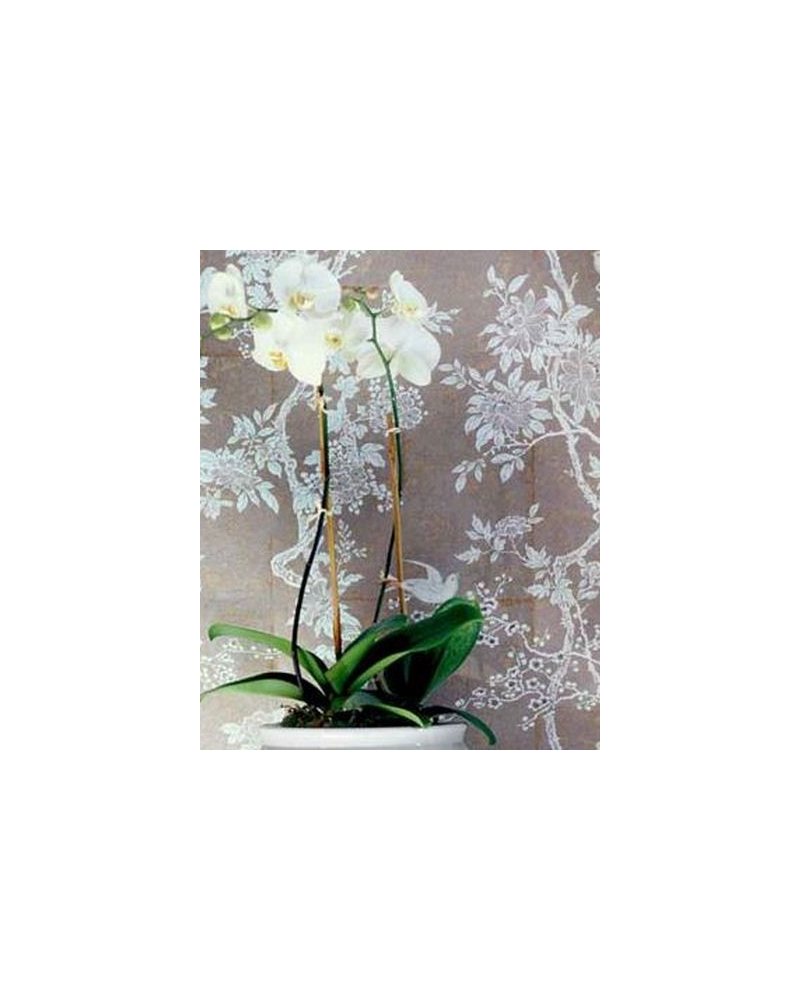 Papier peint PRL048-06 MARLOWE FLORAL - Ralph Lauren Home