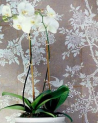 Papier peint PRL048-06 MARLOWE FLORAL - Ralph Lauren Home