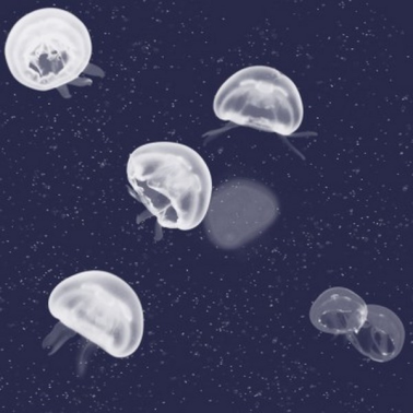 Papel Pintado 5800011 Jellyfish blue - COORDONNE