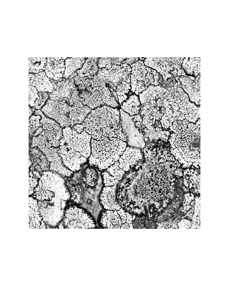 Papier peint 5800061 Liquen Black - COORDONNE Papier peint 5800061 Liquen Black - COORDONNE