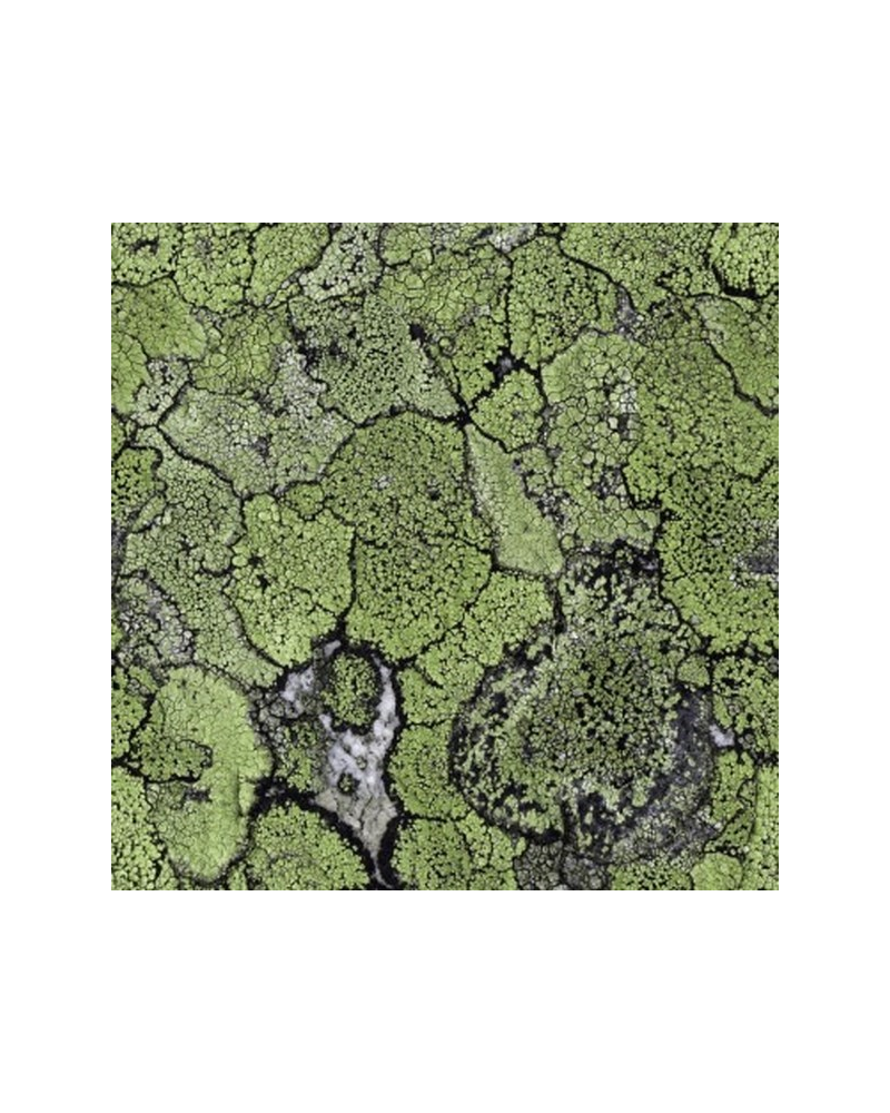 Papier peint 5800062 Liquen Green - COORDONNE Papier peint 5800062 Liquen Green - COORDONNE