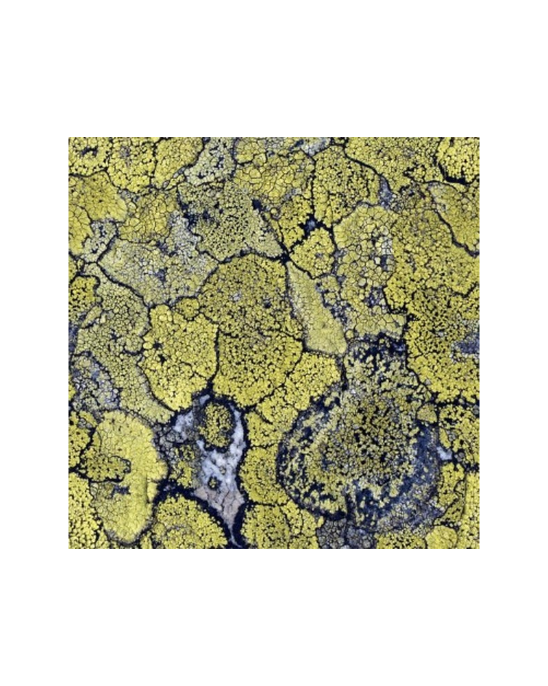 Papier peint 5800063 Liquen Original - COORDONNE Papier peint 5800063 Liquen Original - COORDONNE