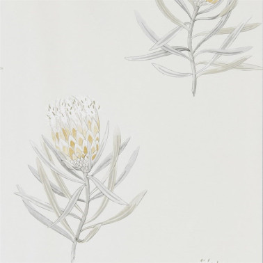 Papel Pintado DART216328 PROTEA FLOWER - Sanderson