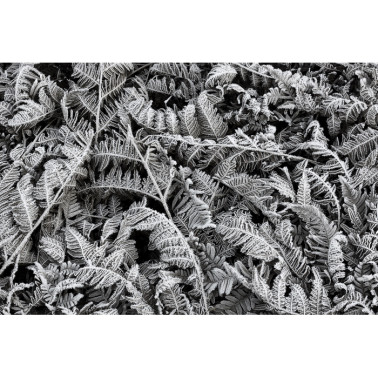 Carta da Parati R12941-8 FROST LEAF - REBEL WALLS