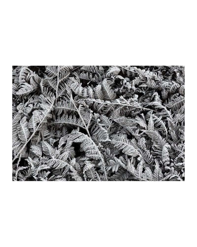 Wallpaper R12941-8 FROST LEAF - REBEL WALLS Wallpaper R12941-8 FROST LEAF - REBEL WALLS