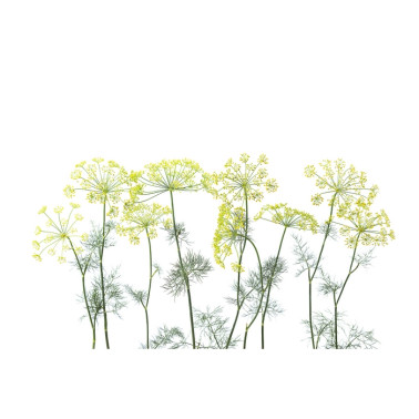 Carta da Parati R12951-9 CROWN OF DILL - REBEL WALLS
