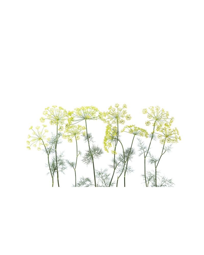Wallpaper R12951-9 CROWN OF DILL - REBEL WALLS Wallpaper R12951-9 CROWN OF DILL - REBEL WALLS