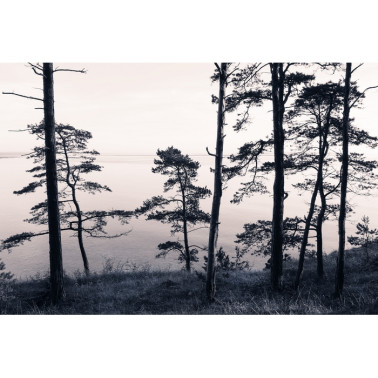Carta da Parati R13021-8 OLD PINE TREES - REBEL WALLS