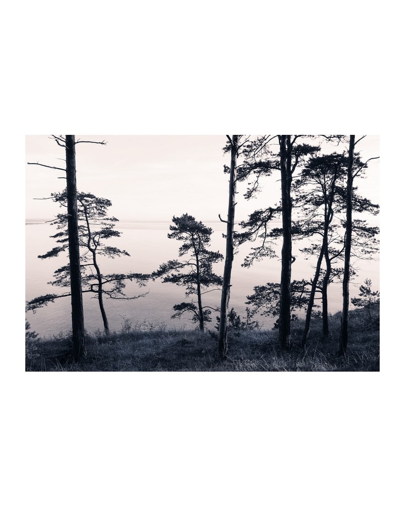 Carta da Parati R13021-8 OLD PINE TREES - REBEL WALLS Carta da Parati R13021-8 OLD PINE TREES - REBEL WALLS