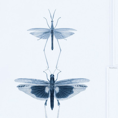 Papier peint ENTOMOLOGY Blue WP20235 - MIND THE GAP