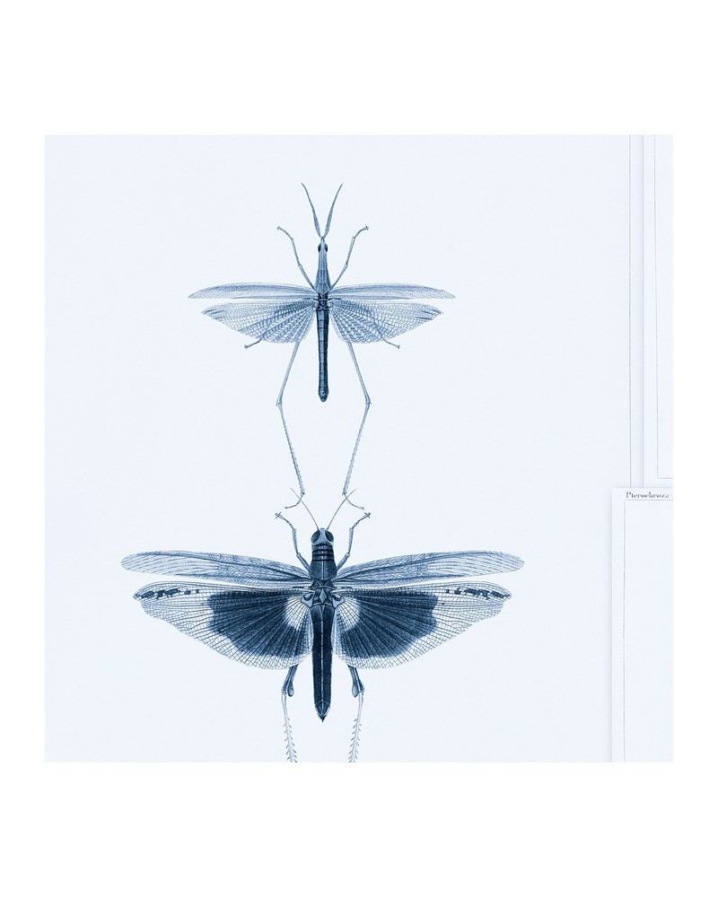Wallpaper ENTOMOLOGY Blue WP20235 - MIND THE GAP Wallpaper ENTOMOLOGY Blue WP20235 - MIND THE GAP
