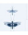 Wallpaper ENTOMOLOGY Blue WP20235 - MIND THE GAP