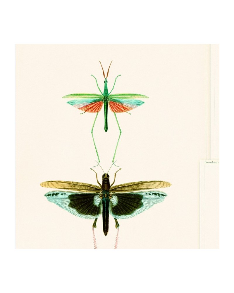 Papier lackiert ENTOMOLOGY Grün WP20234 - Ja. MIND THE GAP Papier lackiert ENTOMOLOGY Grün WP20234 - Ja. MIND THE GAP
