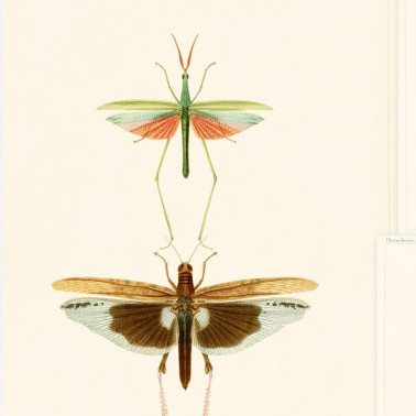 Papier lackiert ENTOMOLOGIE WP20233 - MIND THE GAP