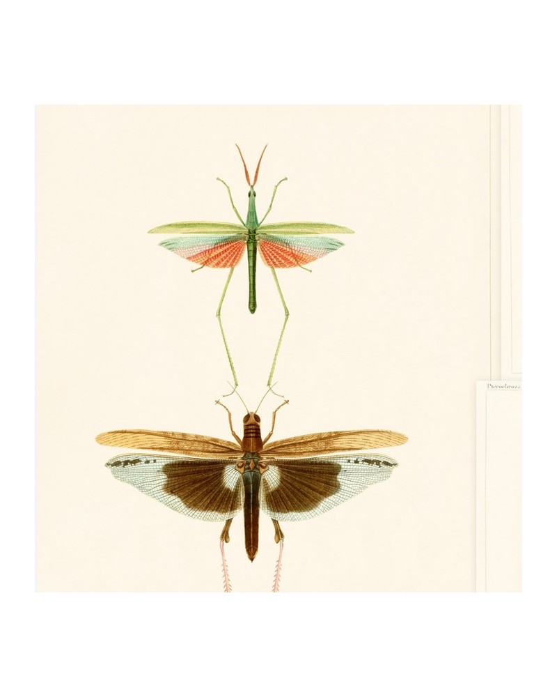 Papel de parede ENTOMOLOGY WP20233 - MIND THE GAP Papel de parede ENTOMOLOGY WP20233 - MIND THE GAP