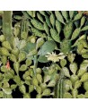 Papier peint OPUNTIA Anthracite WP20165 - MIND THE GAP
