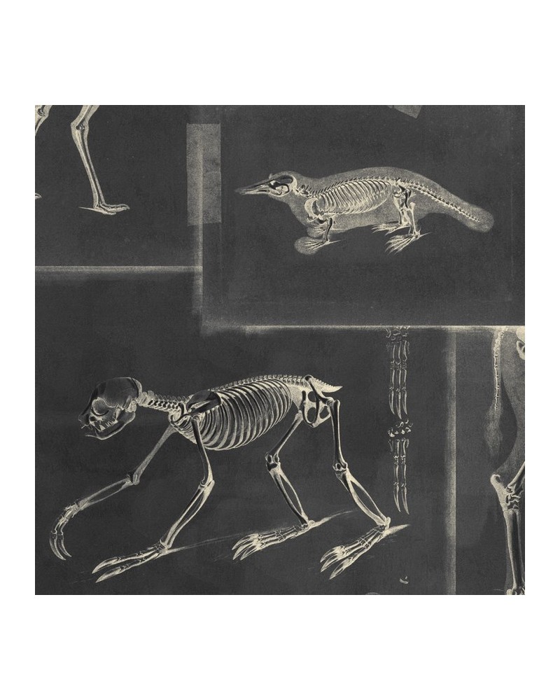 Papel de parede ZOOARCHAEOLOGY Anthracite WP20237 - MIND THE GAP