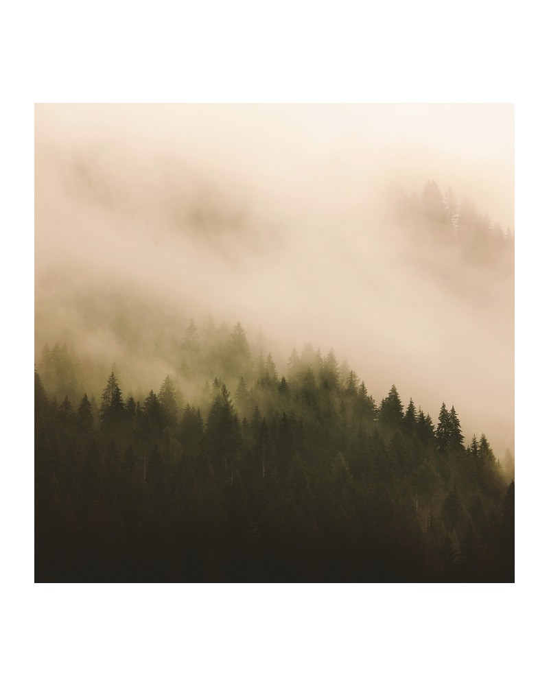 Papier peint 6500204 WOODS FOR FOREST - COORDONNE Papier peint 6500204 WOODS FOR FOREST - COORDONNE