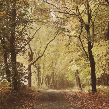 Carta da Parati 6500207 WOODS OCTOBER PATH - COORDONNE