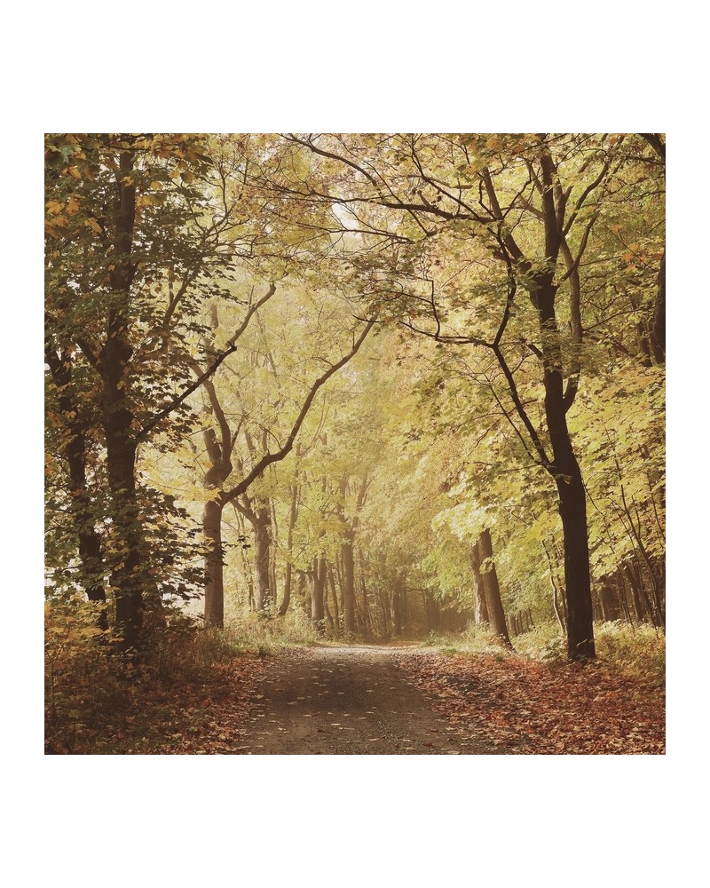 Carta da Parati 6500207 WOODS OCTOBER PATH - COORDONNE Carta da Parati 6500207 WOODS OCTOBER PATH - COORDONNE
