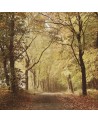 Carta da Parati 6500207 WOODS OCTOBER PATH - COORDONNE
