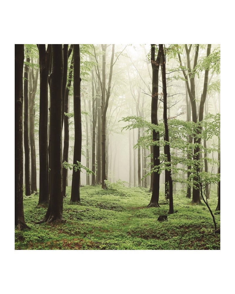 Carta da Parati 6500208 WOODS SUMMER PATH - COORDONNE