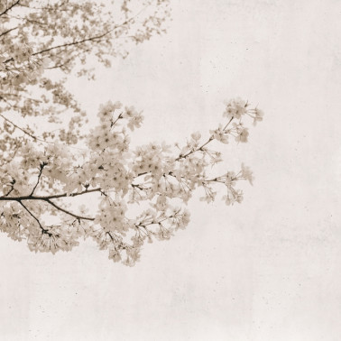 Carta da Parati 6500305 BLOSSOM ALMOND TREE GREY - COORDONNE