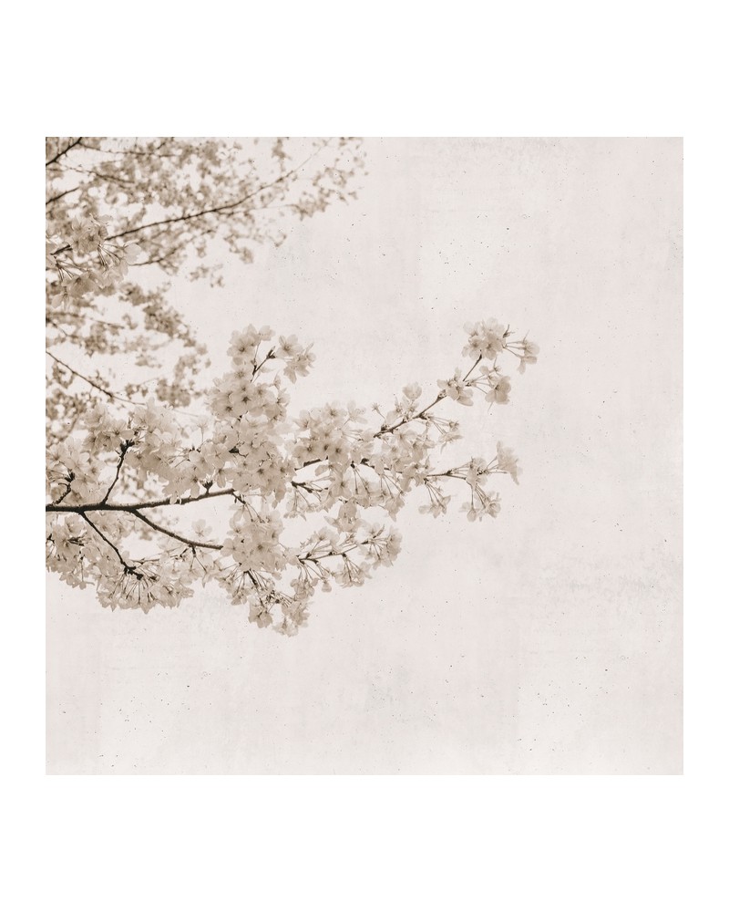 Carta da Parati 6500305 BLOSSOM ALMOND TREE GREY - COORDONNE Carta da Parati 6500305 BLOSSOM ALMOND TREE GREY - COORDONNE