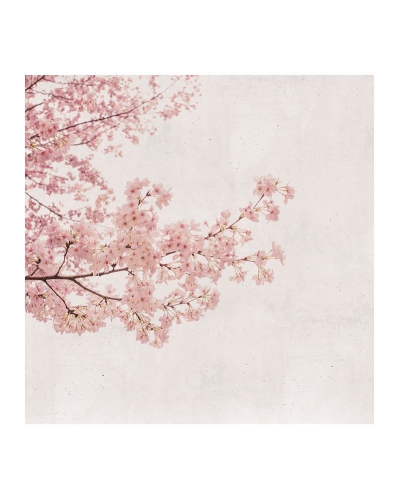 Carta da Parati 6500306 BLOSSOM ALMOND TREE PINK - COORDONNE Carta da Parati 6500306 BLOSSOM ALMOND TREE PINK - COORDONNE