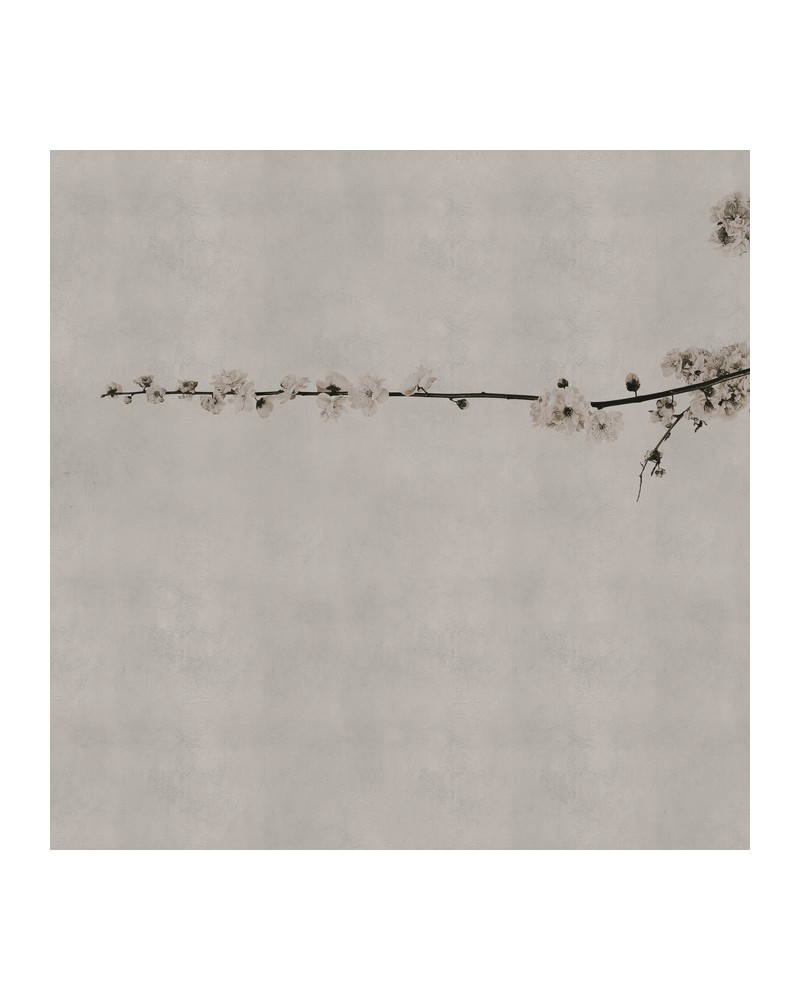 Carta da Parati 6500307 BLOSSOM BRANCH GREY - COORDONNE Carta da Parati 6500307 BLOSSOM BRANCH GREY - COORDONNE