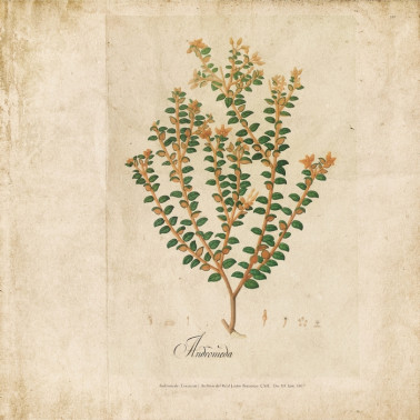 Carta da Parati 6500503 BOTANICAL DRAWING - COORDONNE