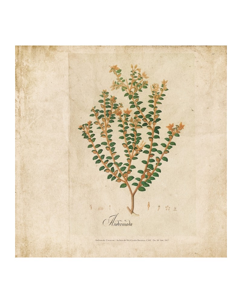 Tapete 6500503 BOTANICAL DRAWING - COORDONNE Tapete 6500503 BOTANICAL DRAWING - COORDONNE
