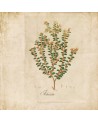 Tapete 6500503 BOTANICAL DRAWING - COORDONNE