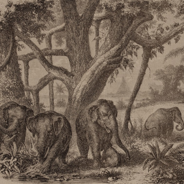 Carta da Parati 6500506 ELEPHANTS - COORDONNE