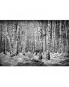 Papier peint 6500201 BROKEN FOREST BLACK - COORDONNE
