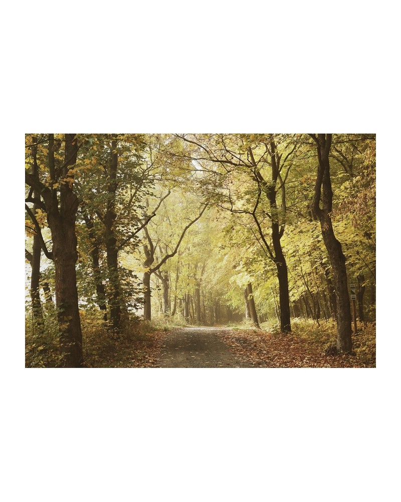 Carta da Parati 6500207 WOODS OCTOBER PATH - COORDONNE