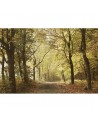 Carta da Parati 6500207 WOODS OCTOBER PATH - COORDONNE