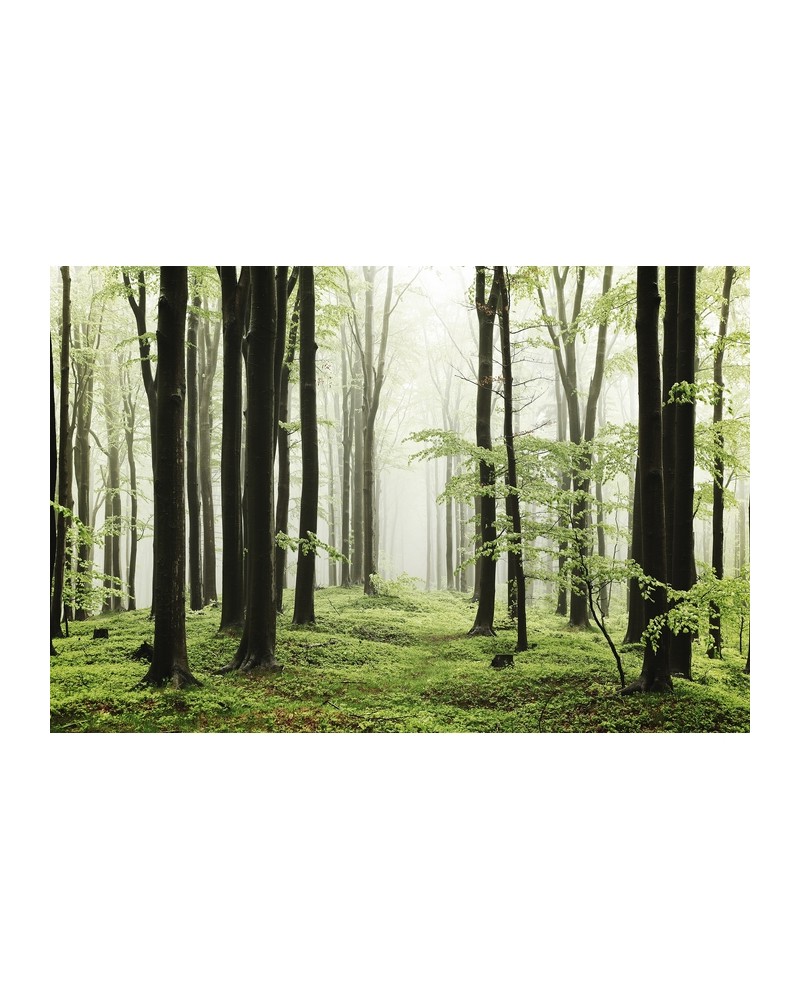 Carta da Parati 6500208 WOODS SUMMER PATH - COORDONNE