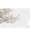 Carta da Parati 6500305 BLOSSOM ALMOND TREE GREY - COORDONNE