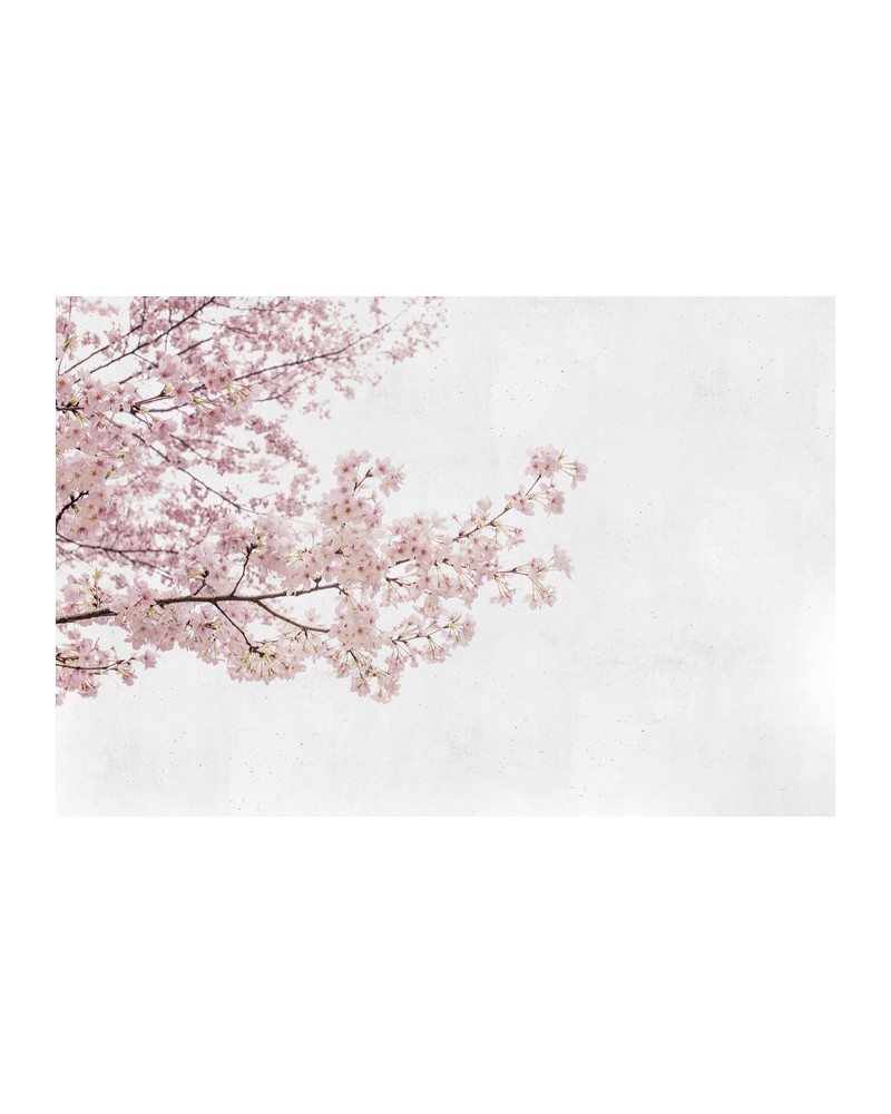 Wallpaper 6500306 BLOSSOM ALMOND TREE PINK - COORDONNE