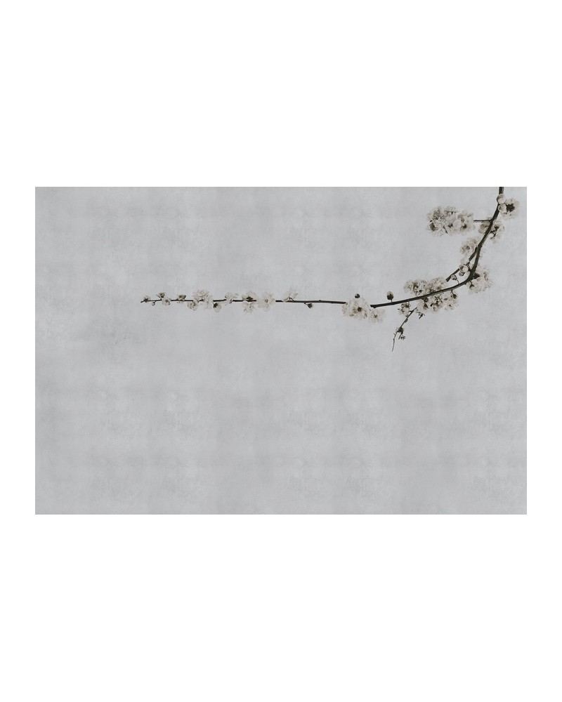 Carta da Parati 6500307 BLOSSOM BRANCH GREY - COORDONNE