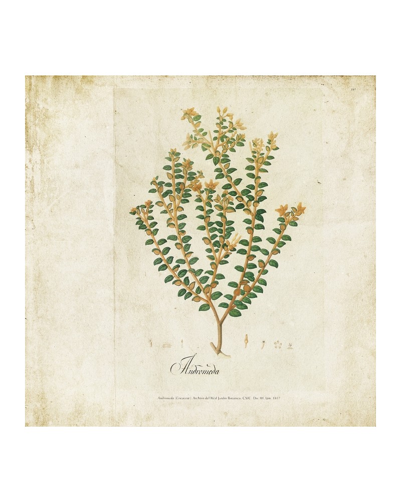 Tapete 6500503 BOTANICAL DRAWING - COORDONNE
