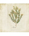 Tapete 6500503 BOTANICAL DRAWING - COORDONNE