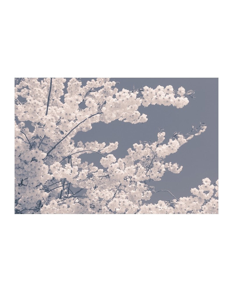 Carta da Parati R13001-8 BLOSSOM FOR THE BEES - REBEL WALLS Carta da Parati R13001-8 BLOSSOM FOR THE BEES - REBEL WALLS