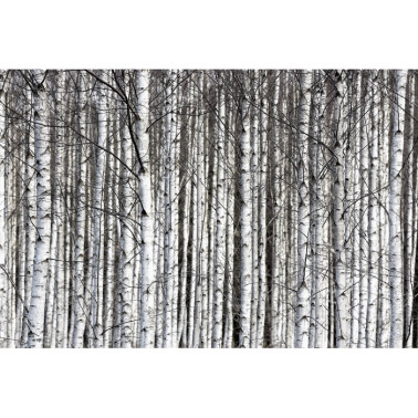 Carta da Parati R13031-8 BIRCH TRUNKS - REBEL WALLS