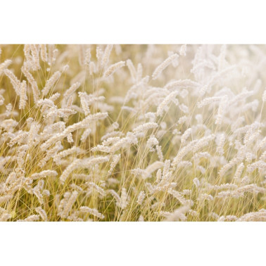 Carta da Parati R12961-8 LAY IN THE HAY - REBEL WALLS