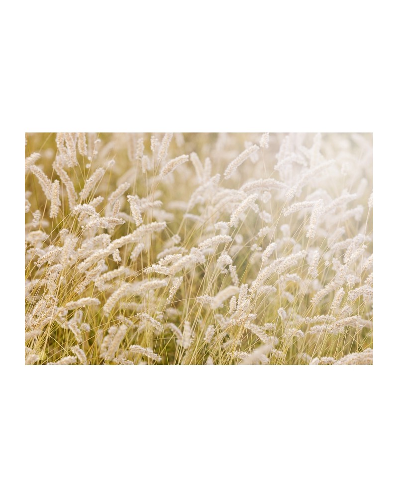 Carta da Parati R12961-8 LAY IN THE HAY - REBEL WALLS Carta da Parati R12961-8 LAY IN THE HAY - REBEL WALLS