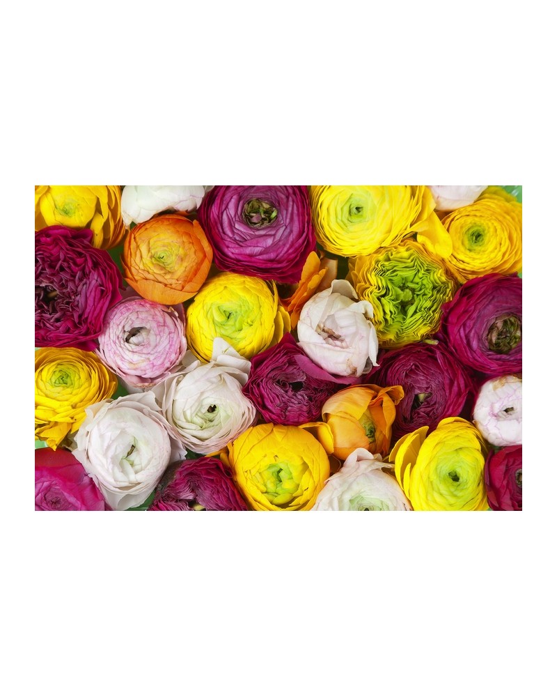 Papier peint R13011-8 RANUNCULUS - REBEL WALLS Papier peint R13011-8 RANUNCULUS - REBEL WALLS
