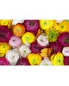 Papier peint R13011-8 RANUNCULUS - REBEL WALLS