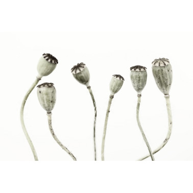 Carta da Parati R12991-8 SIMPLE SEEDPOO - REBEL WALLS
